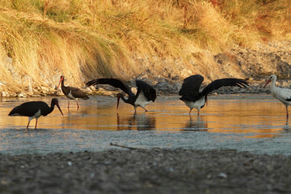 Cigüeñas negras (ciconia nigra)